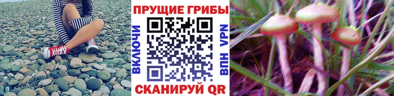 купить   Медынь  Псилоцибиновые грибы мухоморы 